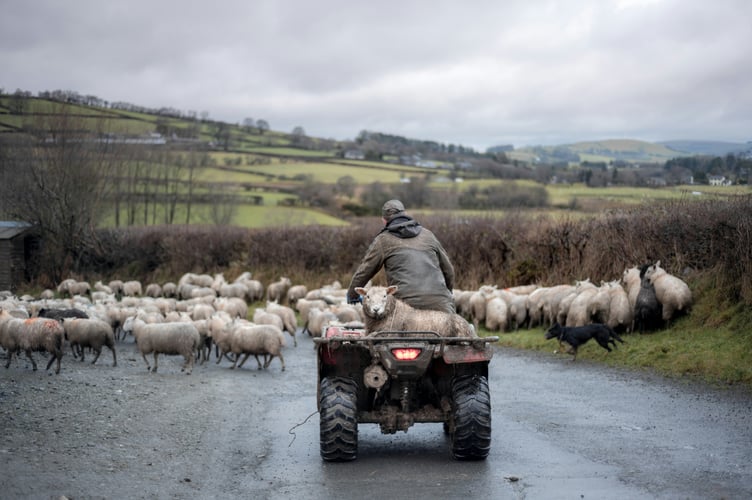 Farmer in Rhayader