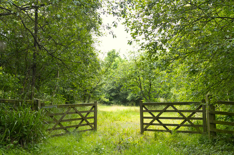 Nantywylan Wood