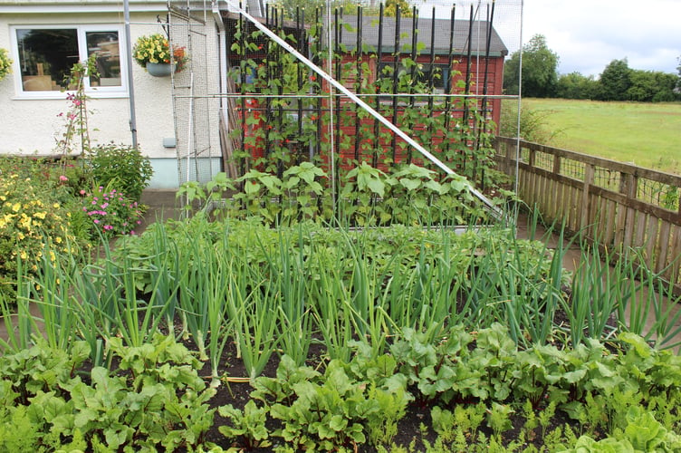 Best Vegetable Display