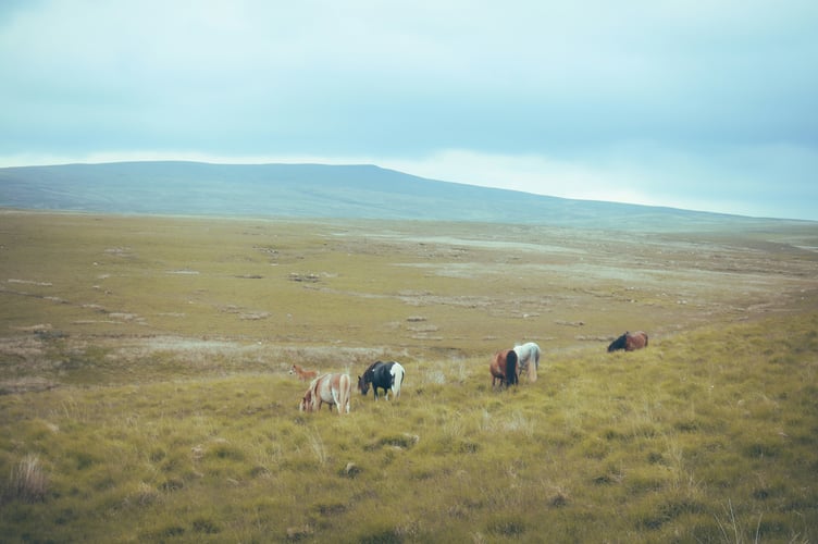 Bannau Brycheiniog