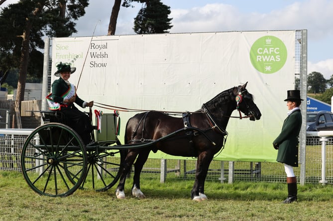 Supreme Champion Horse - Stockdale Black Prince - Jodie Phillips