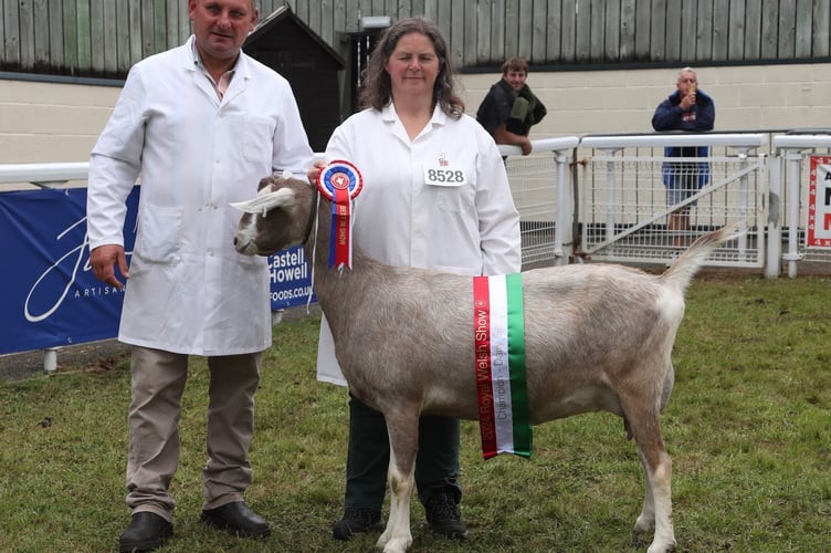 Best in Show Goat - Ballingall Roxy - Beth Fairley