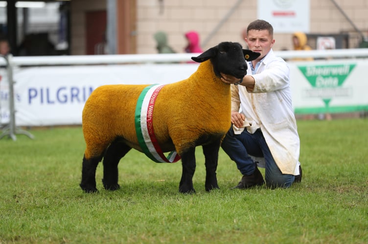 Champion of Champion Sheep - Suffolk - Arnold Oare