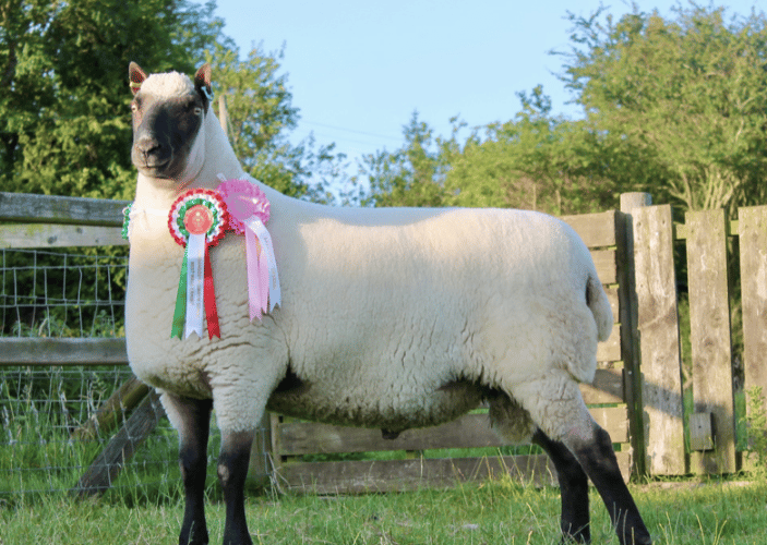 Mike Eckley, Royal Welsh