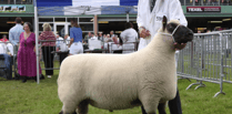 Flock makes it six out of seven at Royal Welsh