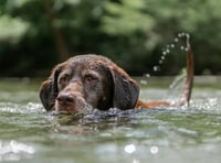 RSPCA issue top pet advice as temperatures set to soar this week