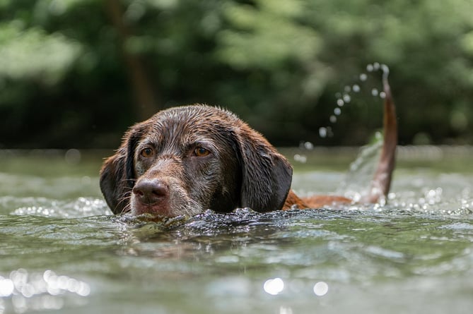 Pets in hot weather