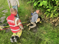 Firefighters rescue three lambs stuck in culvert