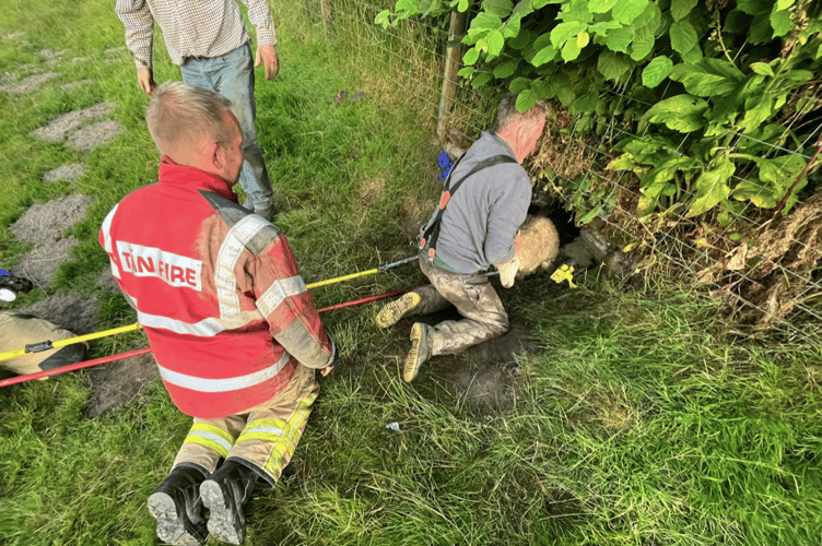 Gwasanaeth Tân ac Achub CGC / MAWW Fire and Rescue rescue lambs