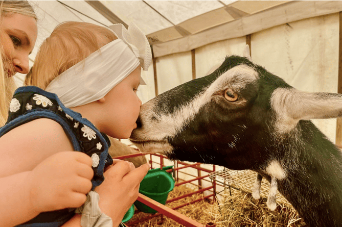 No kidding! Little Millie Lancaster James, aged 10 months, meets a dairy goat at Saturday's Brecon Show