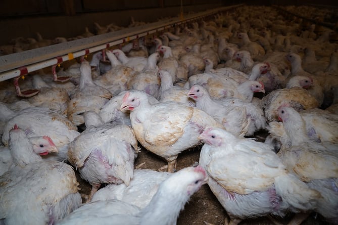 Birds on a UK broiler farm 