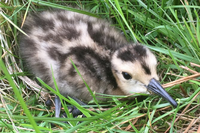 A curlew chick hiding in the grass