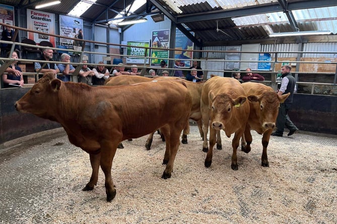 A strong cattle trade at Knighton Market