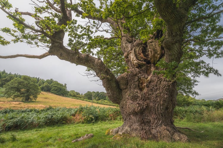 Gregynog Oak - Tree of the Year nominee for 2024. Photograph by Brad Carr.