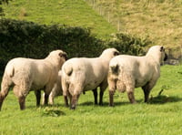 Hopes high for main ram sale at Builth Wells