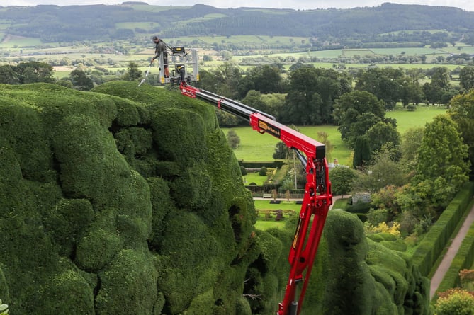 Gardener Dan Bull works from a cherry picker to trim yew trees at Powis Castle in Welshpool, Wales on September 11 2024. The 30ft high hedge which is over 300 years old takes around 6 weeks to complete. Photo released September 13 2024. A brave gardener with a head for heights has started the mammoth task of using a cherry picker to trim a historic castle's famous 300-year-old hedges.Dan Bull will spend eight weeks pruning the gigantic 55ft (16m) firs at Powis Castle, which has often been referred to as âthe worldâs toughest gardening job.â Each year, the senior gardener uses a hydraulic platform and powered shears to meticulously keep the 15,000sq m of formal hedging in pristine condition.Originally planted in the 18th century, the hedges are almost 300-years-old and 
