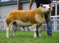 Records broken at Builth ram sale