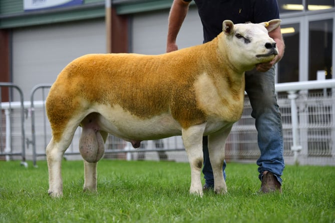 Lot 2815 Champion Texel, Yearling - 30,000gns from Phil Weaver, Newark, Notts. 