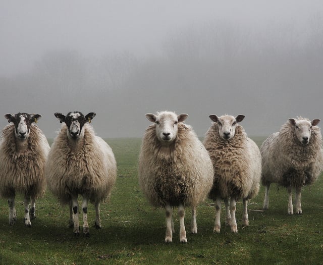 Farmers warned as Bluetongue virus reaches Wales