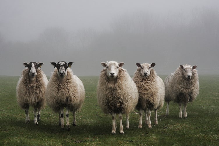 Bluetongue virus has been confirmed in Wales