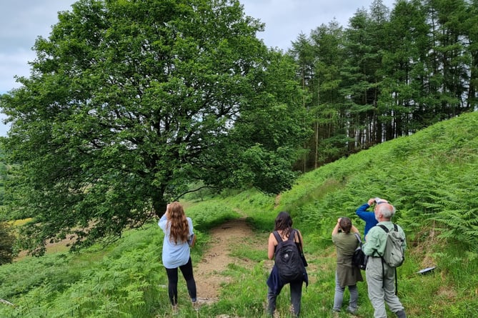 A purple hairstreak survey being undertaken at Pentwyn