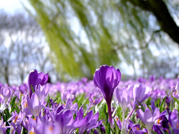 Some of the most beautiful spring-flowering bulbs to plant between September and November include tulips, daffodils, hyacinths, crocus, bluebells, alliums, iris reticulata, winter aconites and snowdrops