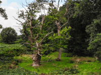 500-year-old oak up for 'Tree of the Year' crown