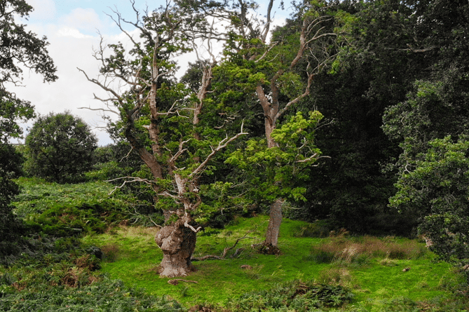 The mighty Gregynog Oak