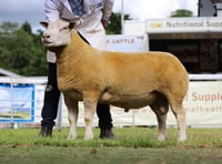 Royal Welsh Show winner fetches £7,000 in private sale