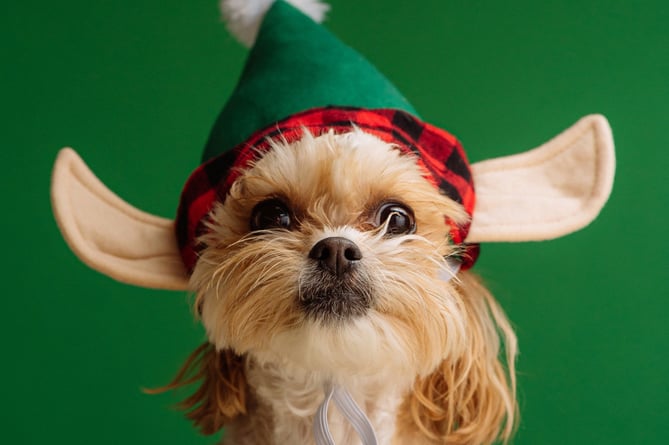 Dog in elf costume