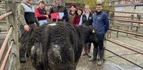 Champion heifer tops Brecon and Radnor weaned calf rearers sale