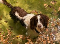 Awareness raised to combat gun dog theft in rural areas