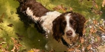 Awareness raised to combat gun dog theft in rural areas