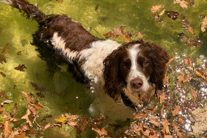 Springer spaniel