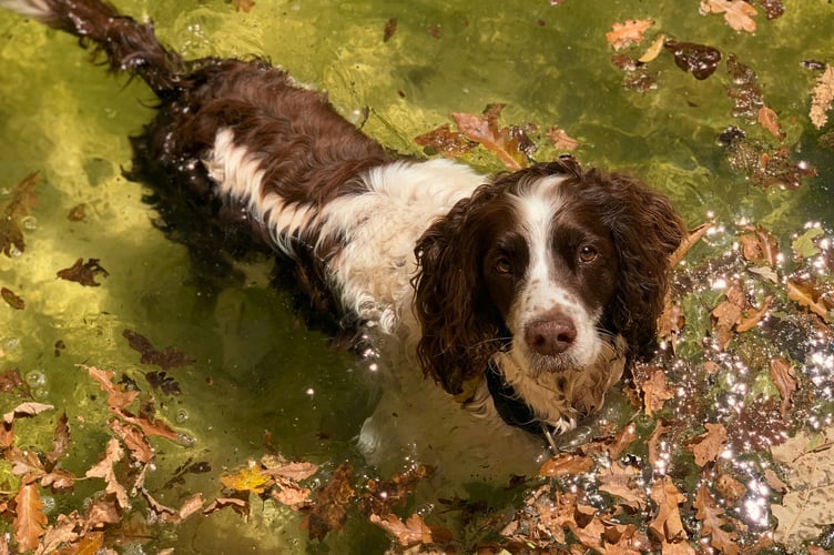 Springer spaniel