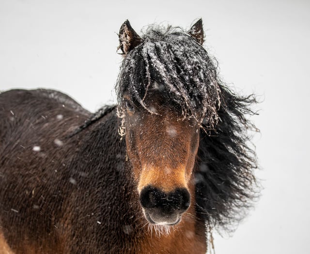 Top tips to keep your pets warm when the weather turns cold