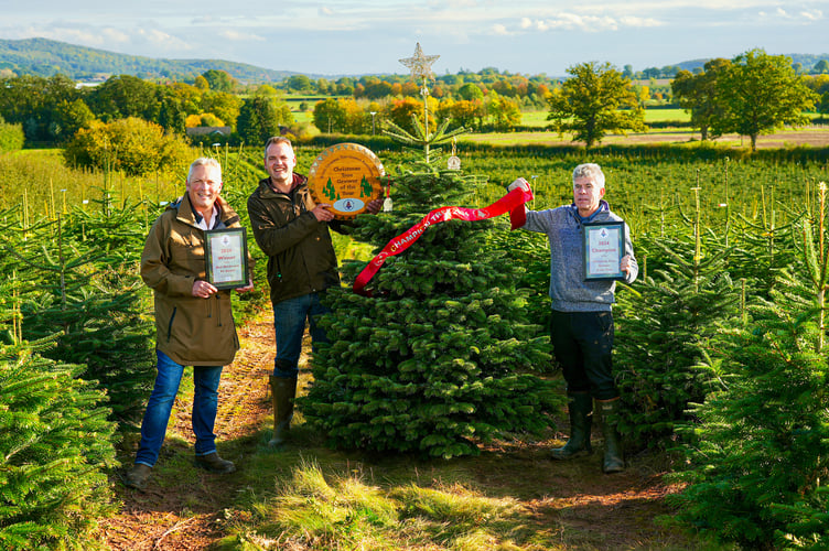 Evergreen Christmas Trees