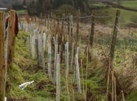 Volunteers plant traditional hedge to boost wildlife in Powys