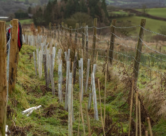 Volunteers plant traditional hedge to boost wildlife in Powys