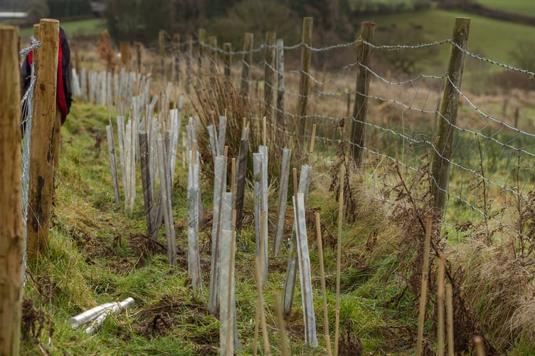 Hedge Planting Llanbister