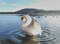 Video: Picture This - Animal photography in Brecon & Radnorshire