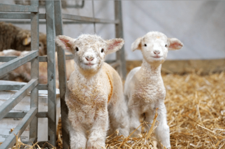 Newborn Dorset lambs at Noah’s Ark Zoo Farm mark the start of lambing season, bringing a touch of spring to the farm barn.