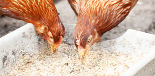 Poultry keepers urged to attend conference at Llanelwedd