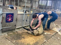 Shearing courses now live on British Wool website