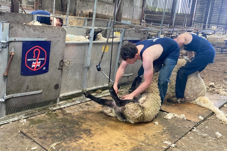 British Wool offers shearing courses for all levels, with exclusive discounts for young farmers