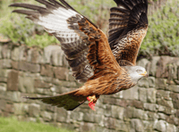 Video: Picture This - Bird photography from Brecon and Radnorshire