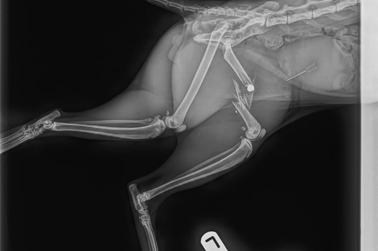 Dudley - Cat - X-ray