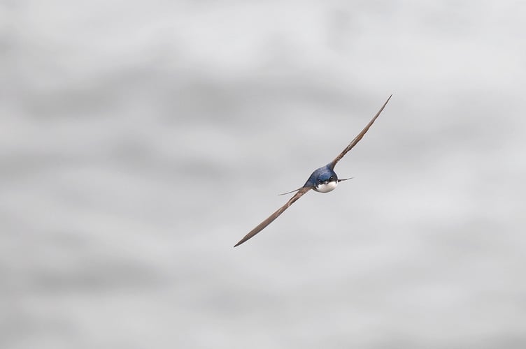 House Martin